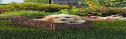 Havapoo dogs for sale: Ace - Ad 9