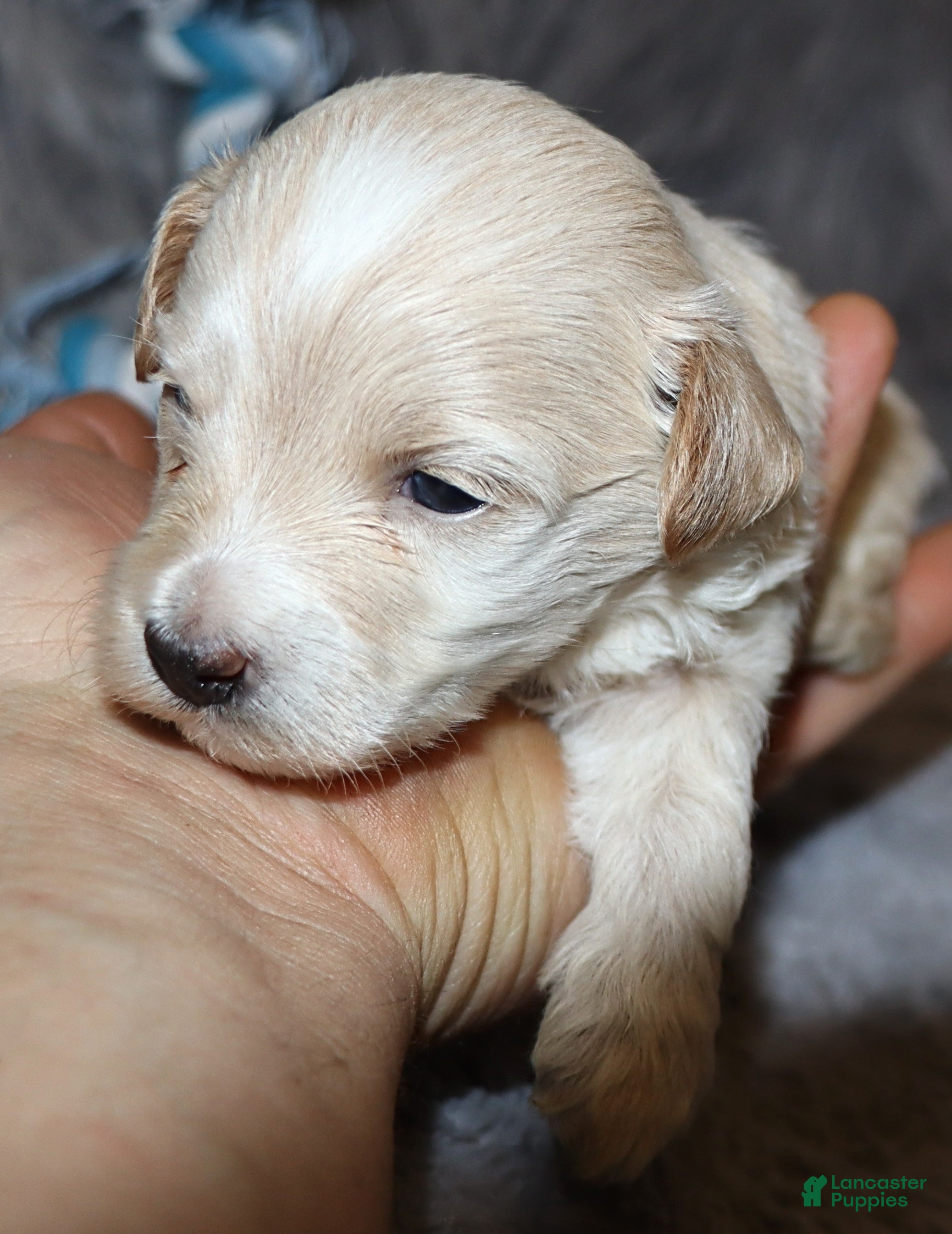 Havapoo dogs Parker 💙 Miniature - Ad 1