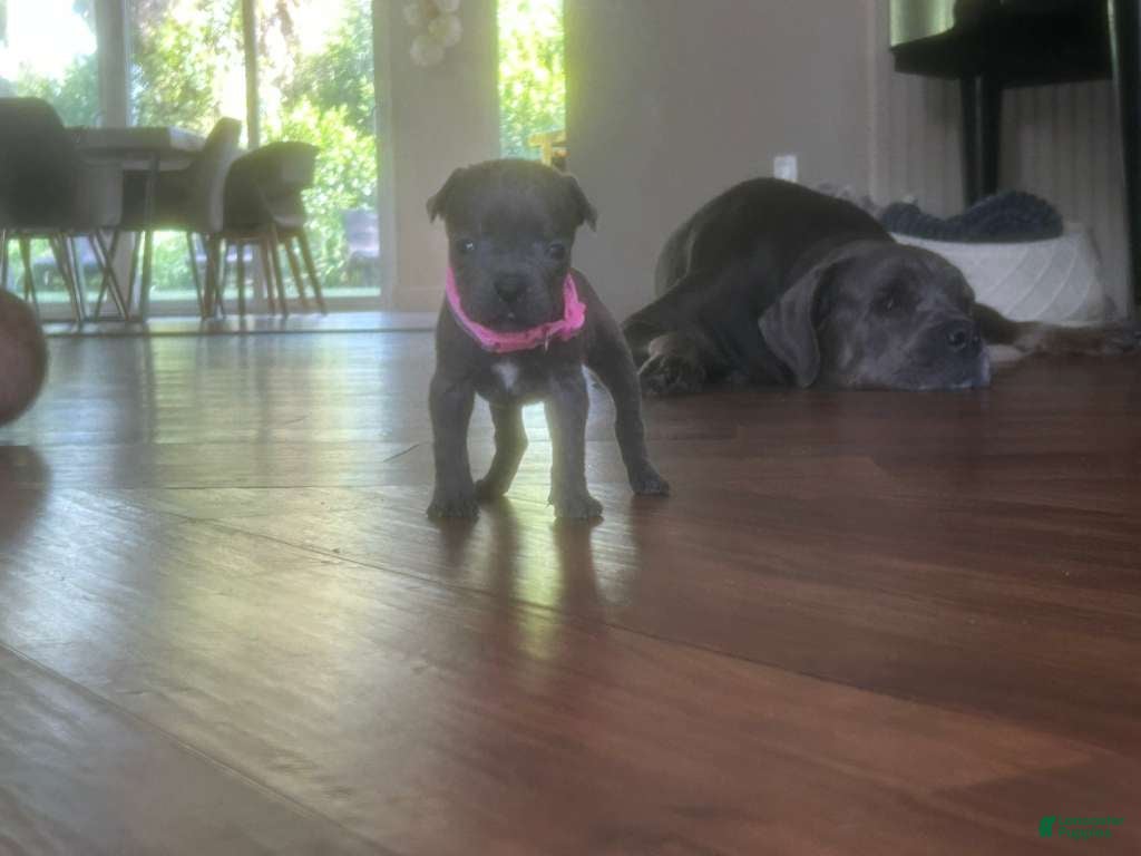 Cane Corso dogs Cane Corso Puppy 9 - Ad 27