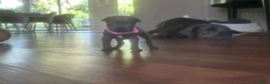 Cane Corso Puppy 9
