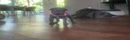 Cane Corso dogs for sale: Cane Corso Puppy 9 - Ad 1