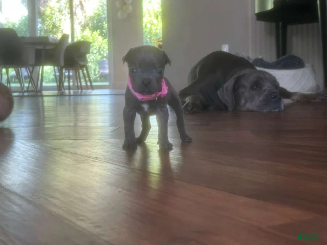Cane Corso dogs for sale: Cane Corso Puppy 9 - Ad 1