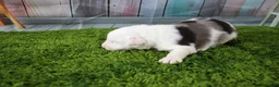 Miniature Australian Shepherd dogs for sale: Boston - Ad 12