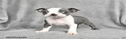 Boston Terrier dogs for sale: Teddy - Ad 4