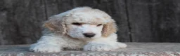 Standard Poodle dogs for sale: Canyon AKC Standard Poodle  - Ad 2
