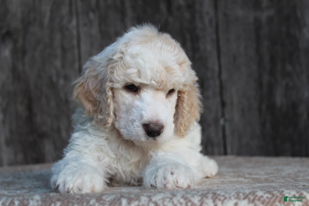 Standard Poodle dogs for sale: Canyon AKC Standard Poodle  - Ad 2