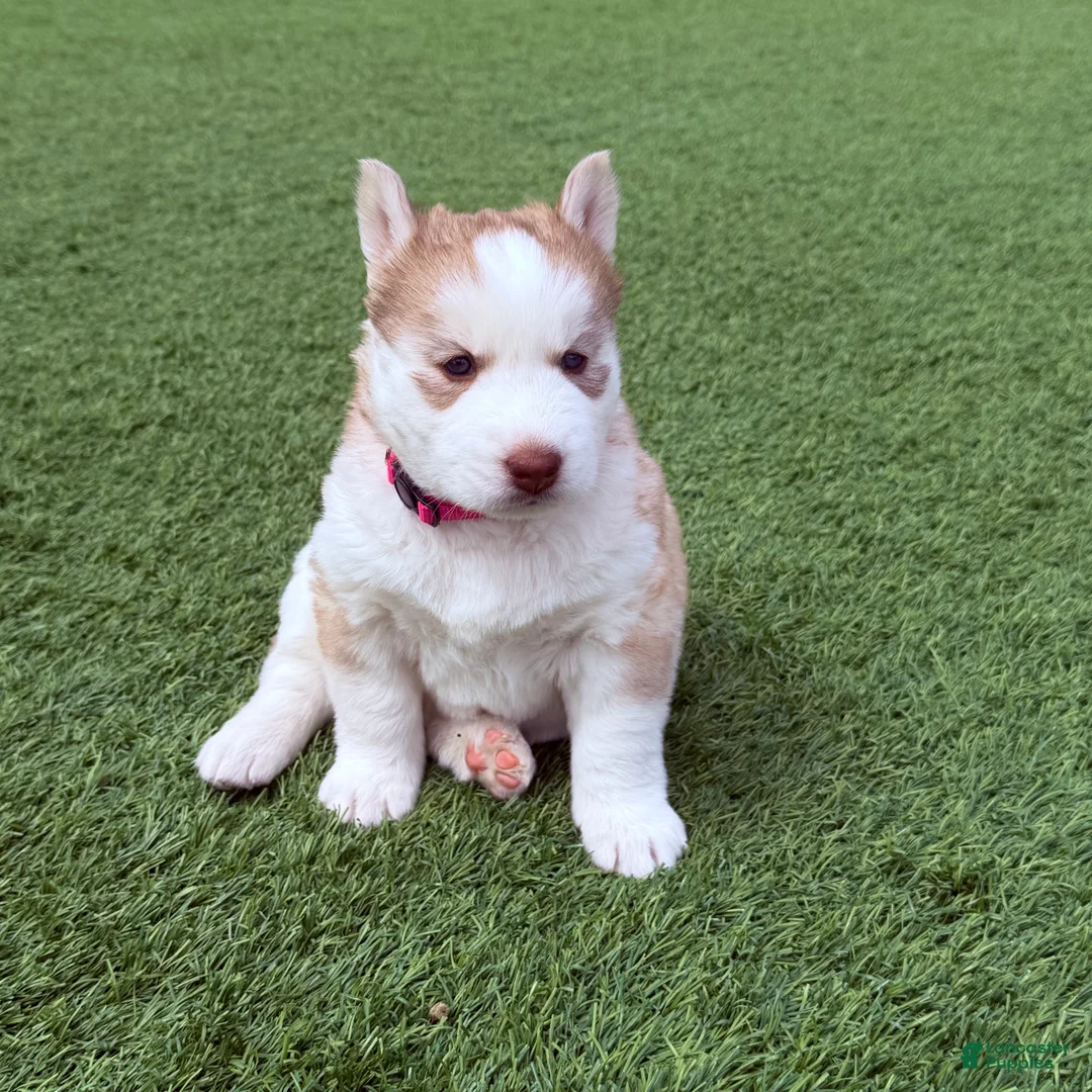 Siberian Husky dogs for sale: Freya - Ad 2