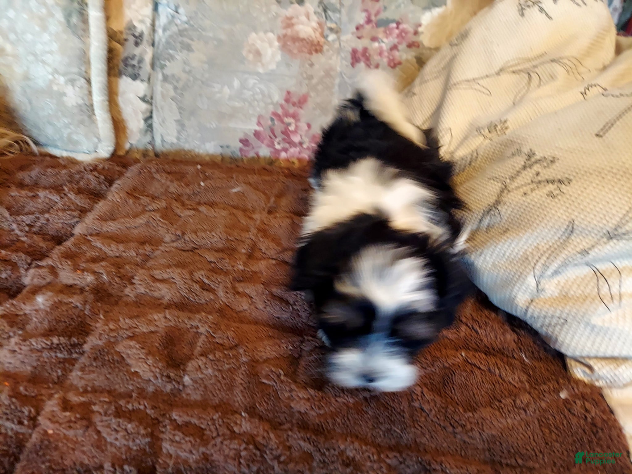 Havanese dogs Havanese Puppy 2 - Ad 1
