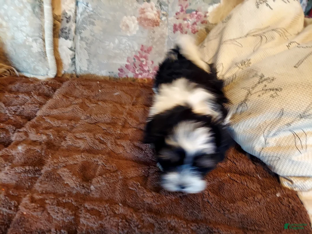 Havanese dogs for sale: Havanese Puppy 2 - Ad 1