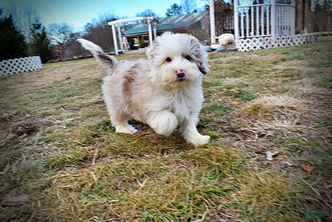 Havapoo dogs for sale: Wiggles - Ad 16