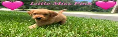 Golden Retriever Carmela