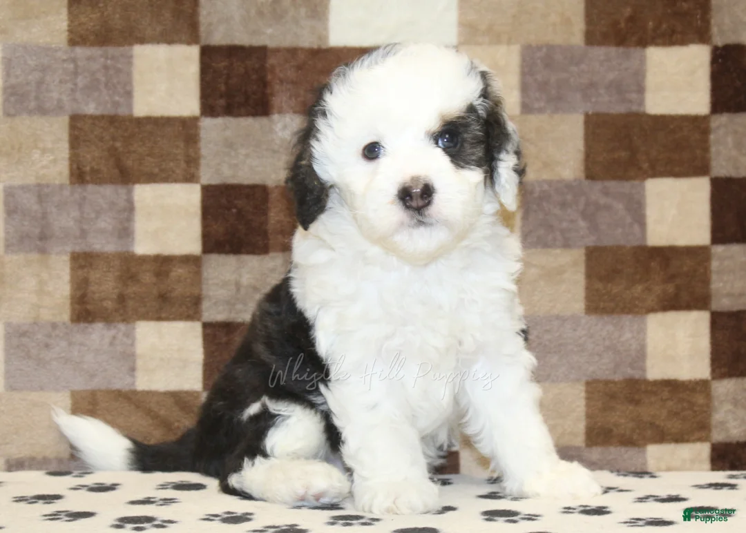 Mini Bernedoodle dogs for sale: Luke - Ad 1