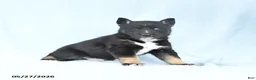 Gerberian Shepsky dogs for sale: Flash - Ad 5