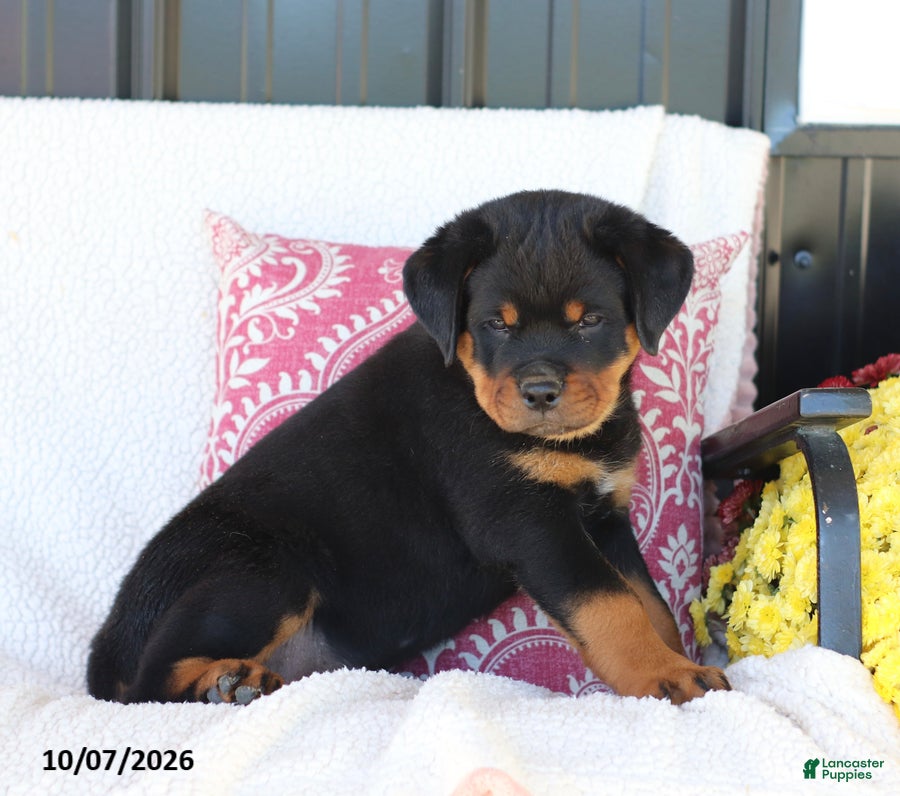 Rottweiler dogs Jingo - Ad 1