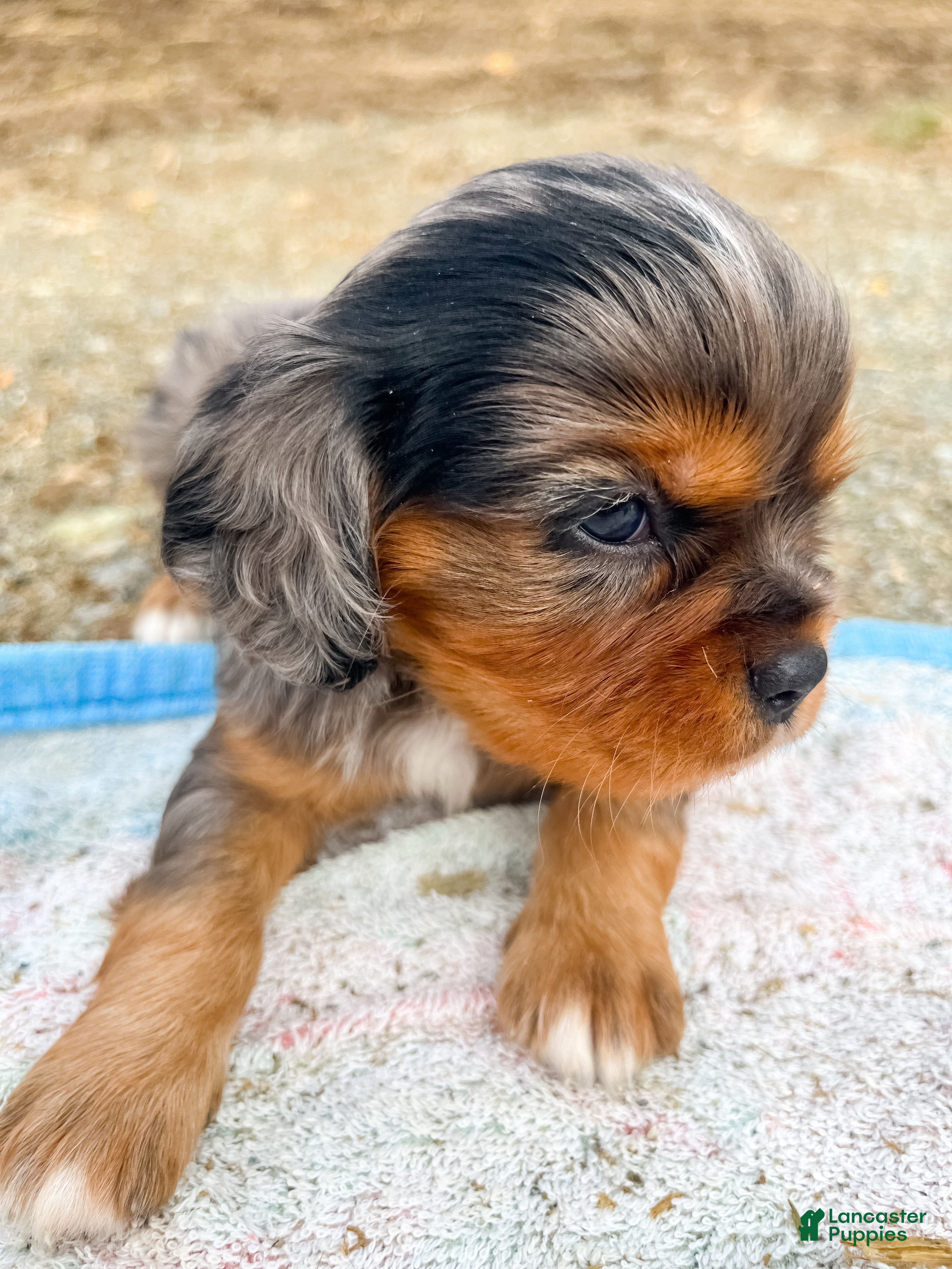Cavalier King Charles Spaniel dogs Boomer - Ad 2