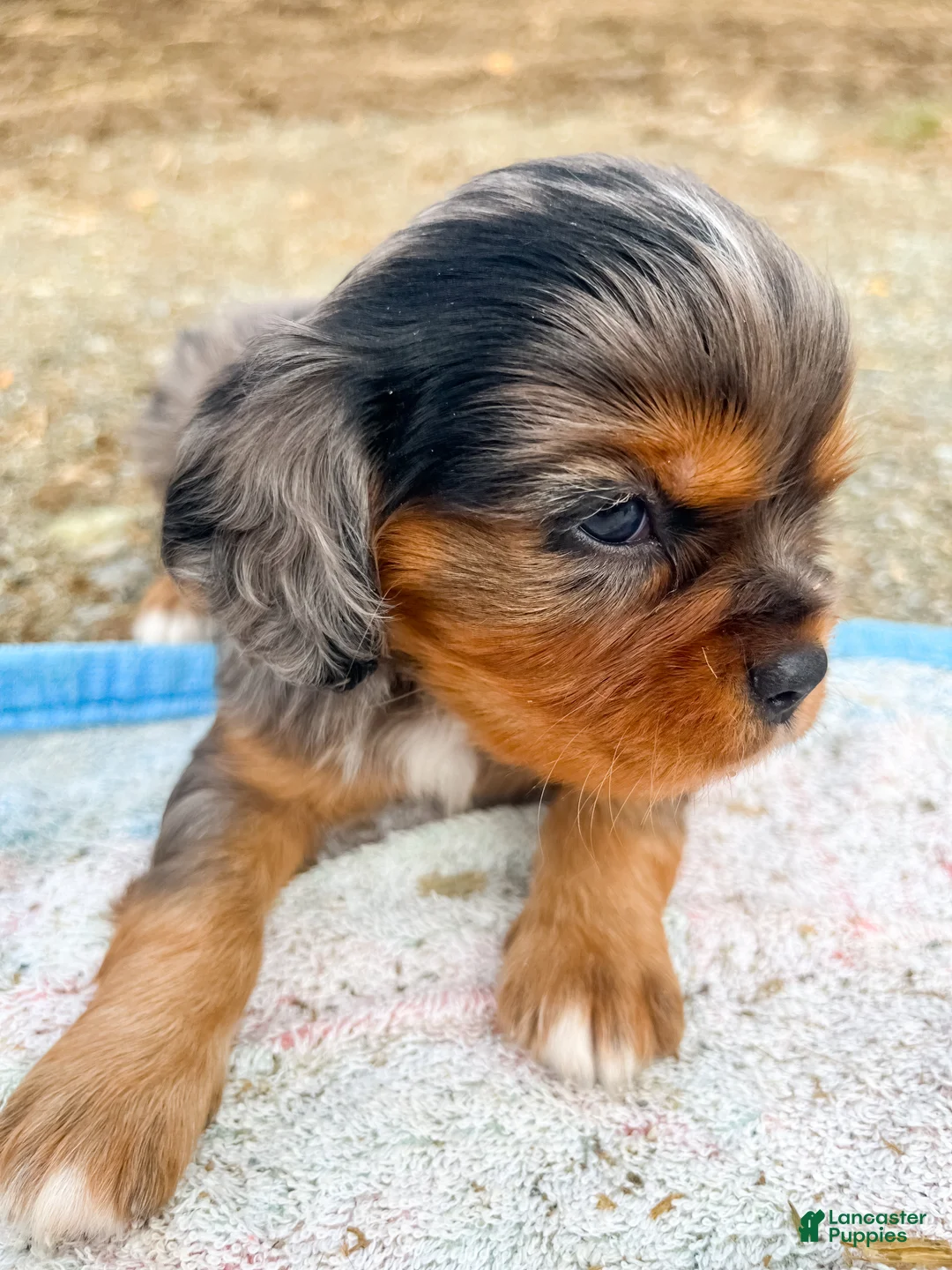 Cavalier King Charles Spaniel dogs for sale: Boomer - Ad 2