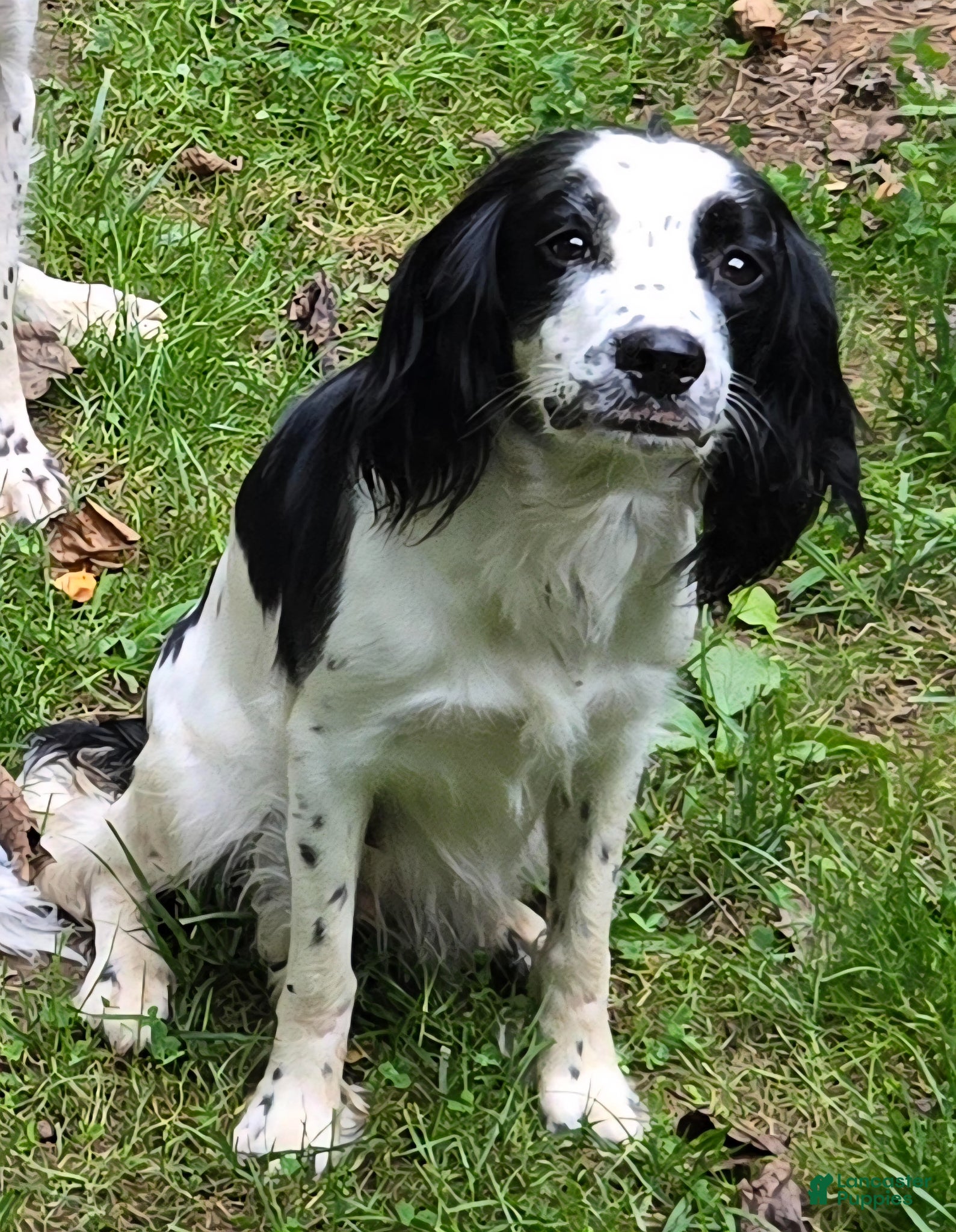 English Springer Spaniel dogs English Springer Spaniel Puppy 2 - Ad 2
