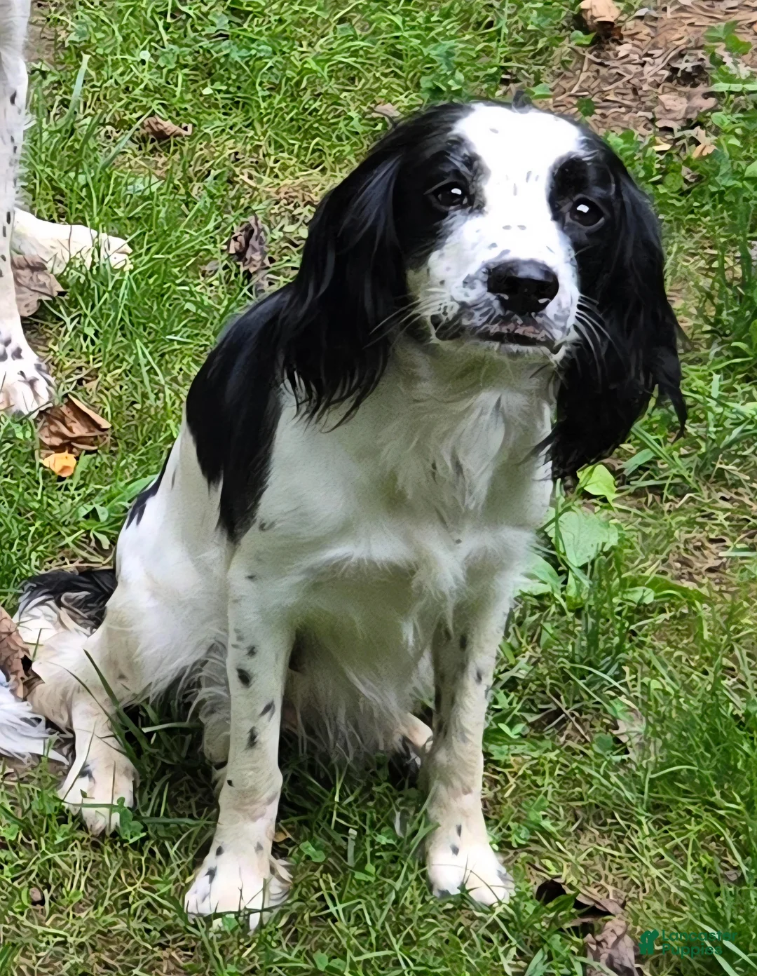 English Springer Spaniel dogs for sale: English Springer Spaniel Puppy 1 - Ad 2