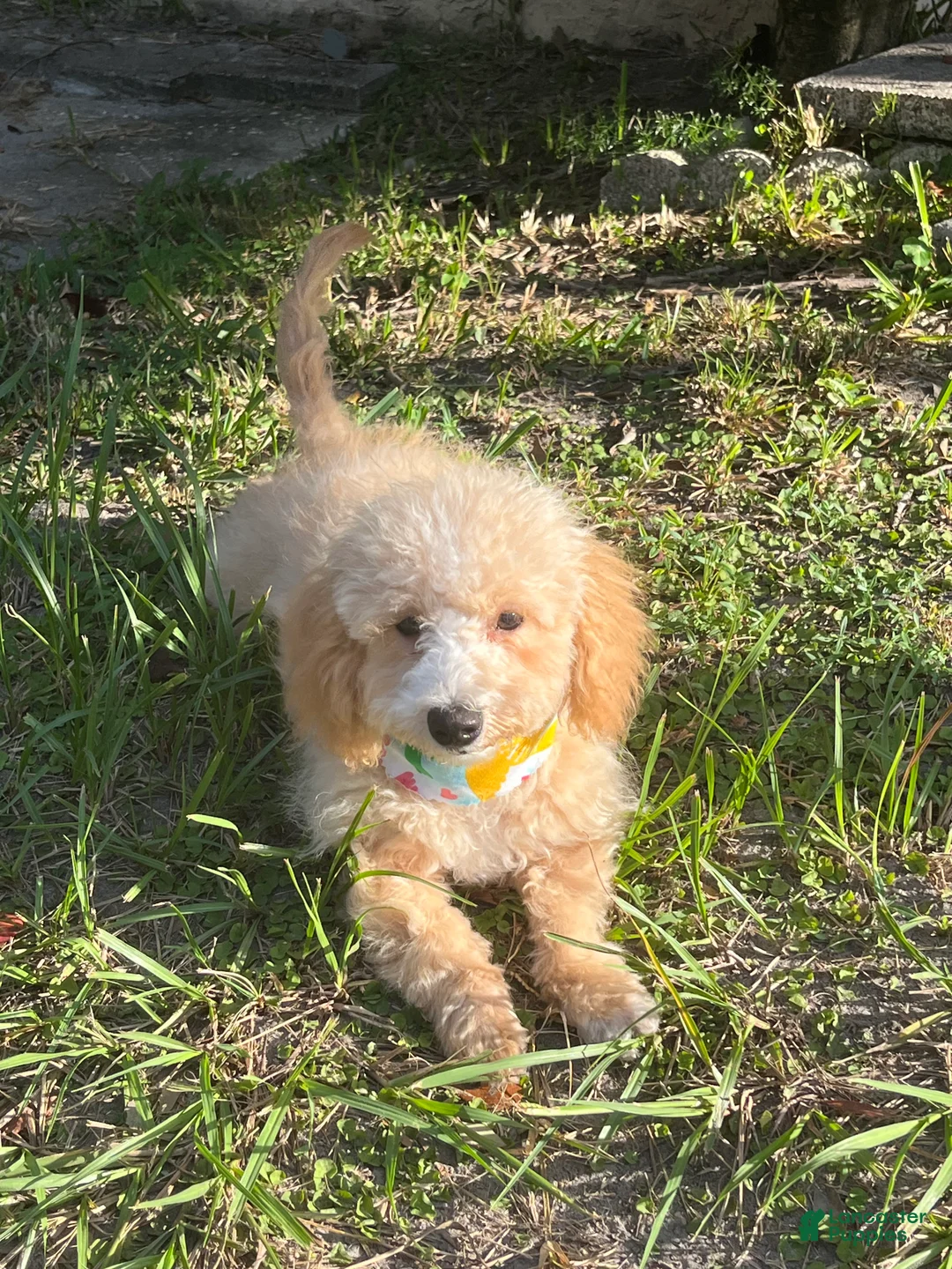 Maltipoo dogs for sale: Coco - Ad 2
