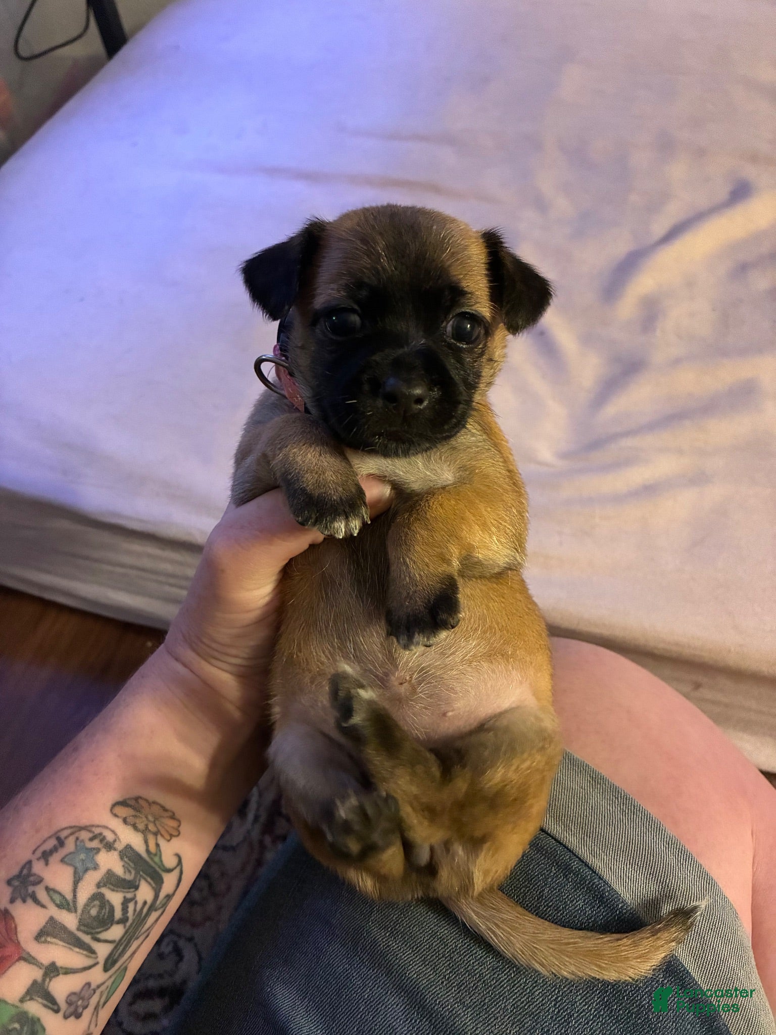 Mixed Breed dogs Rose - Ad 17