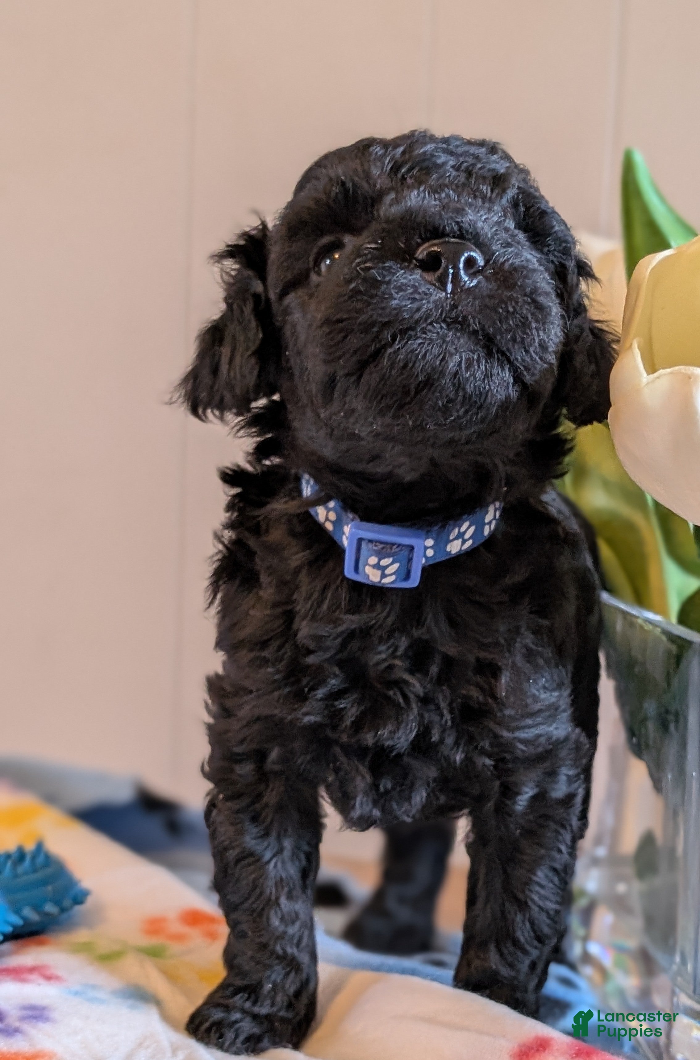 Cavapoo dogs Oreo - Ad 2