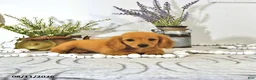 Miniature Dachshund dogs for sale: Dillon - Ad 3