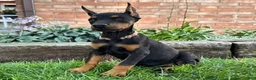 Doberman Pinscher dogs for sale: Arabelle - Ad 4