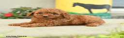 Goldendoodle dogs for sale: Popcorn - Ad 4