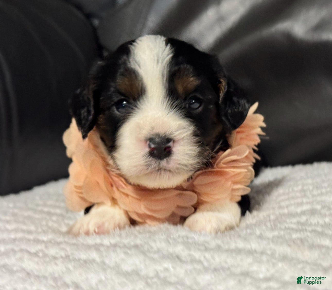 Cavapoo dogs Minnie - Ad 29