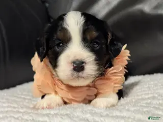 Cavapoo dogs Minnie - Ad 29