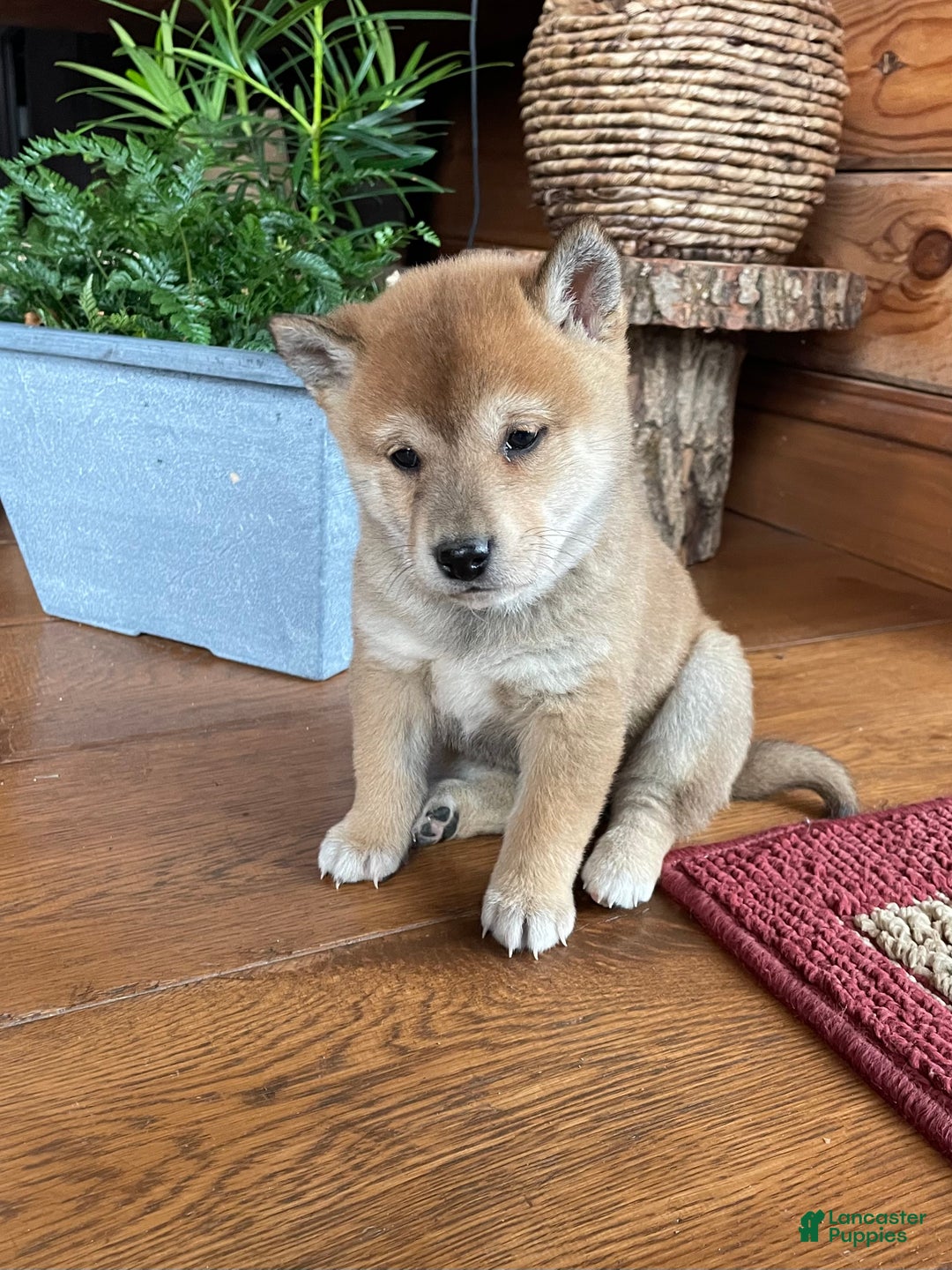 Shiba Inu dogs for sale: Lemon Drop - Ad 1