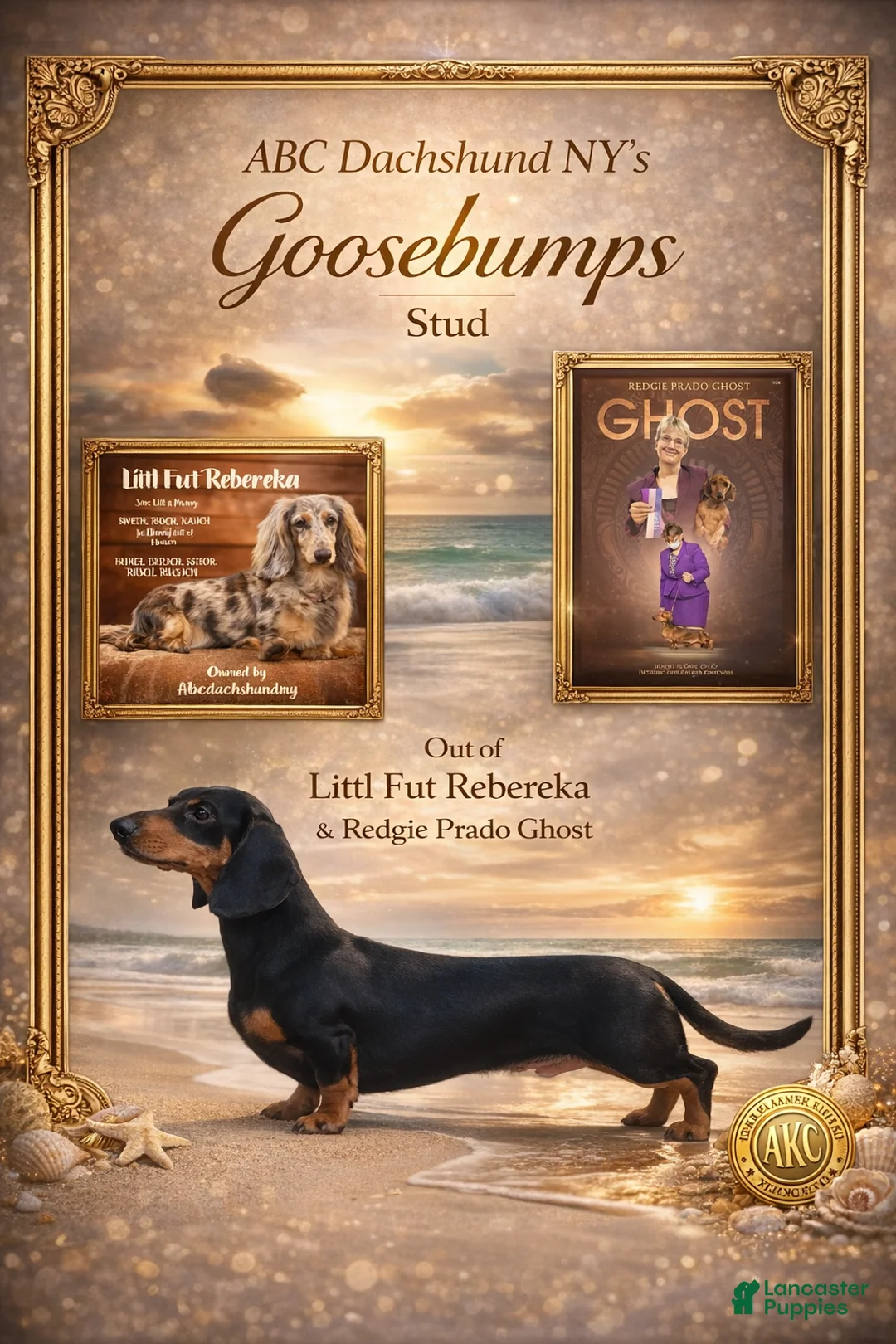 Miniature Dachshund dogs for sale: Russian AKC Male - Ad 1