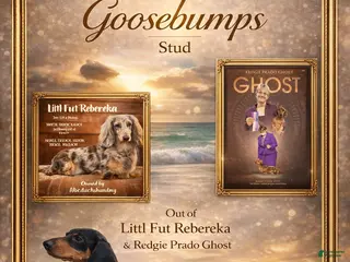 Miniature Dachshund dogs Russian AKC Male - Ad 38