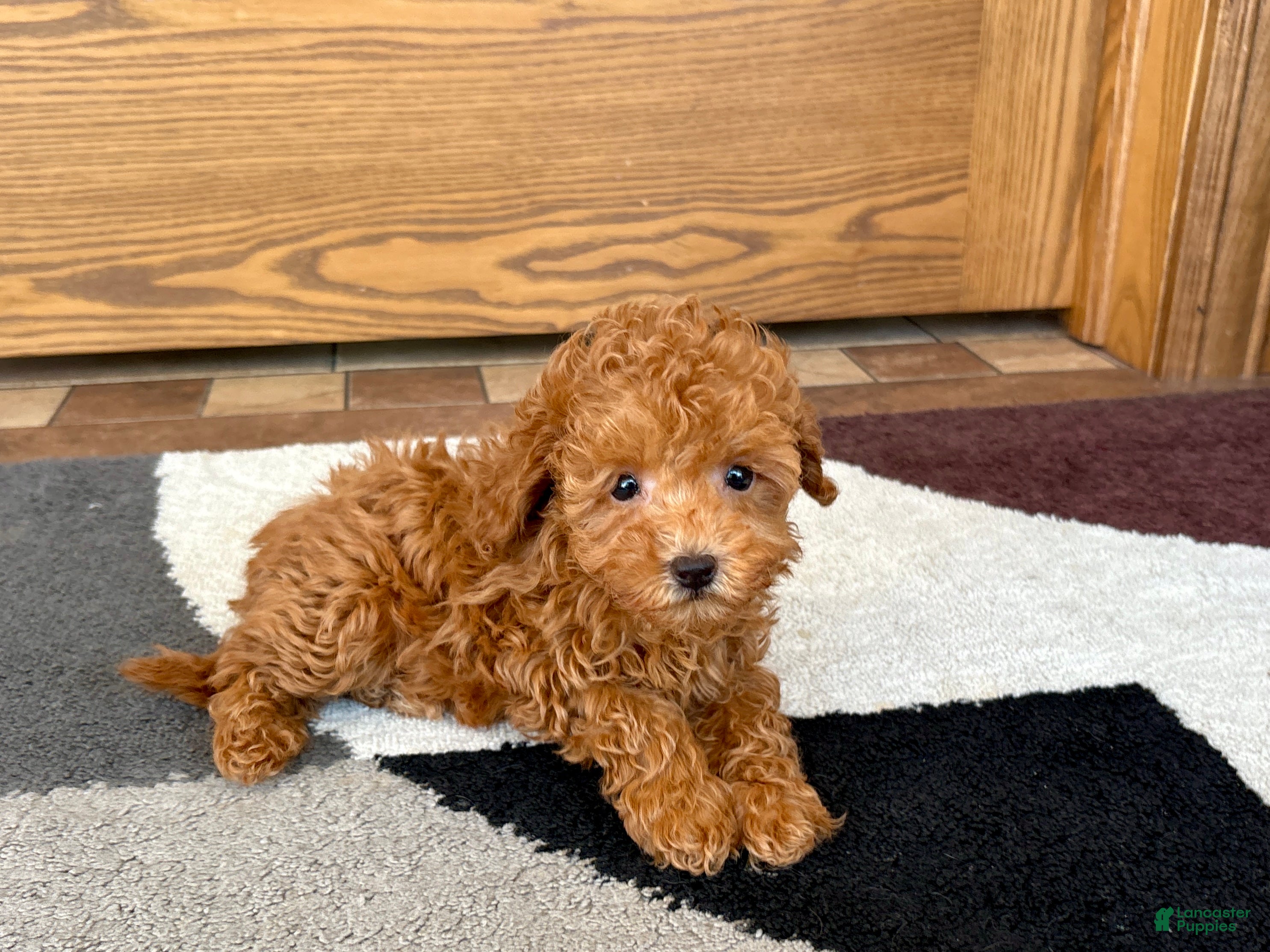 Maltipoo dogs for sale: Carrie - Ad 10