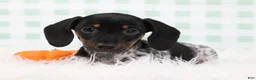 Miniature Dachshund dogs for sale: Sylvie 🍓 - Ad 4