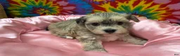 Havanese dogs for sale: Suzie - Ad 3