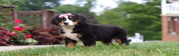 Bernese Mountain Dog dogs for sale: Casey - Ad 6
