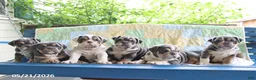 Olde English Bulldogge dogs for sale: Tumble  - Ad 2