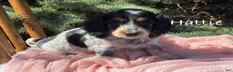 Miniature Dachshund dogs for sale: Hattie - Ad 1