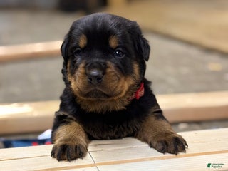 Rottweiler dogs Dash (docked tail) - Ad 23