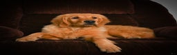 Golden Retriever dogs for sale: Golden Retriever litter of 5 puppies - Ad 7