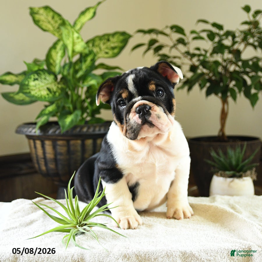 English Bulldog dogs for sale: Catherine - Ad 3