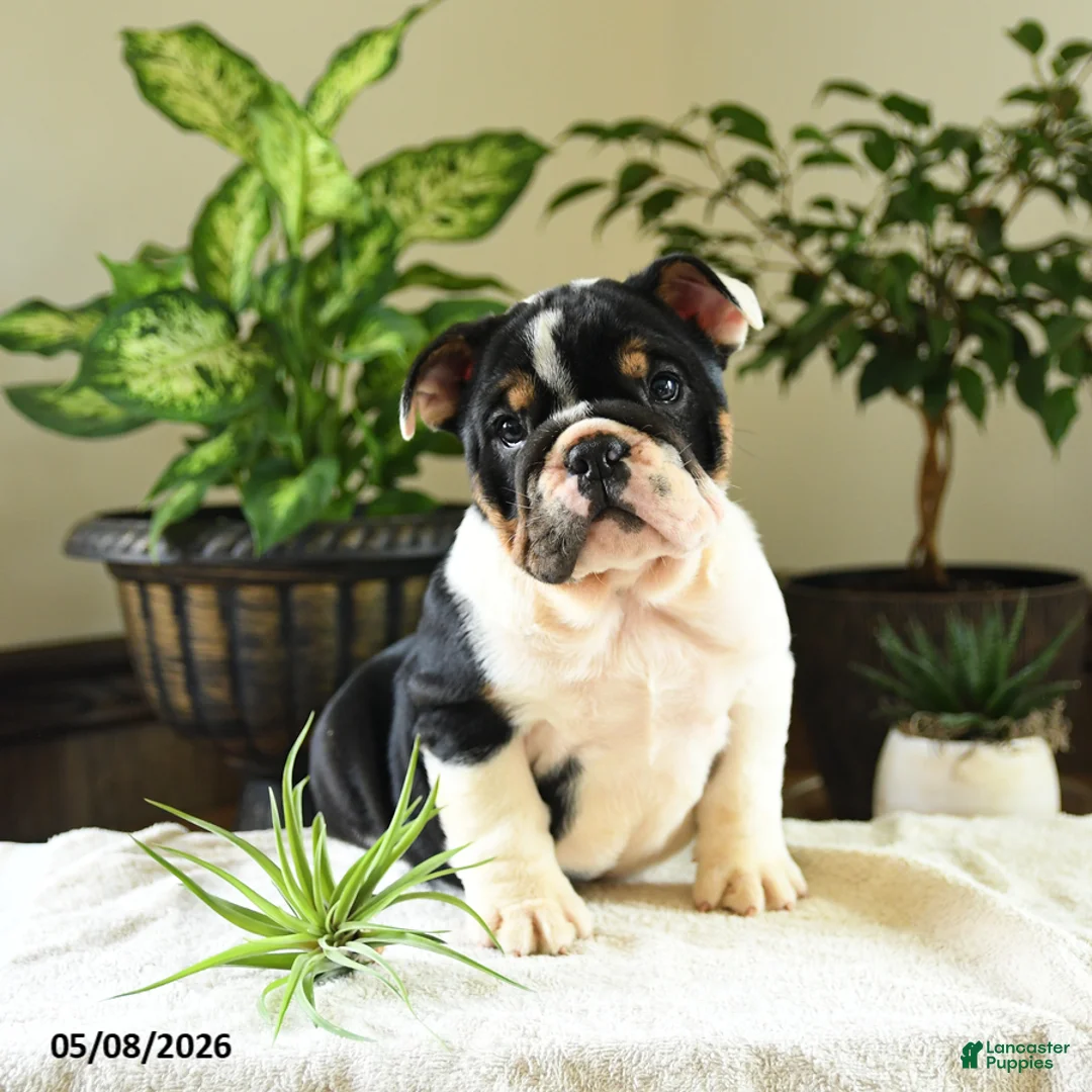 English Bulldog dogs for sale: Catherine - Ad 1