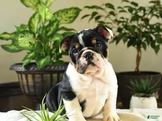 English Bulldog dogs for sale: Catherine - Ad 3