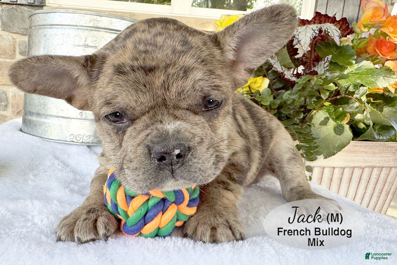 French Bulldog dogs Jack - Ad 2
