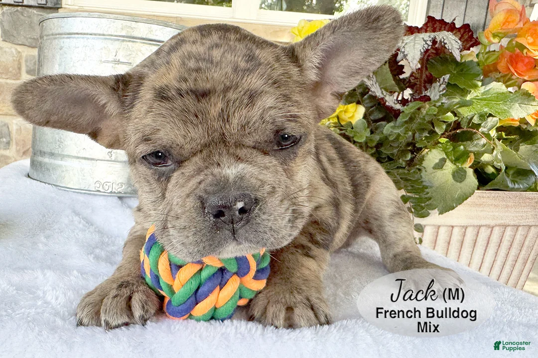 Mixed Breed dogs for sale: Jack - Ad 2
