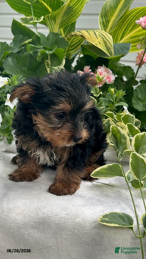 Yorkshire Terrier dogs Krystal - Ad 1