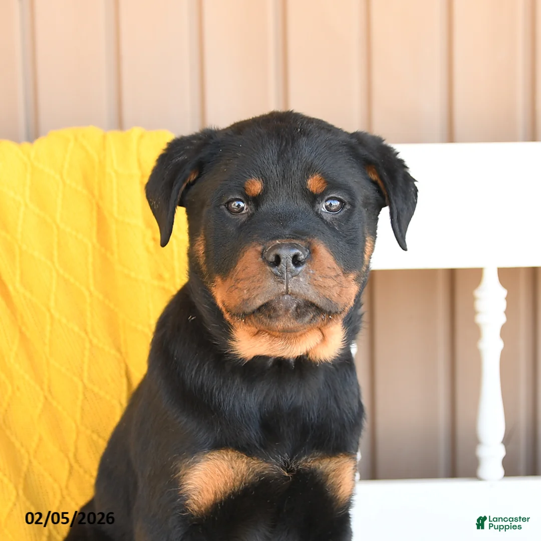 Rottweiler dogs for sale: Shadow - Ad 3