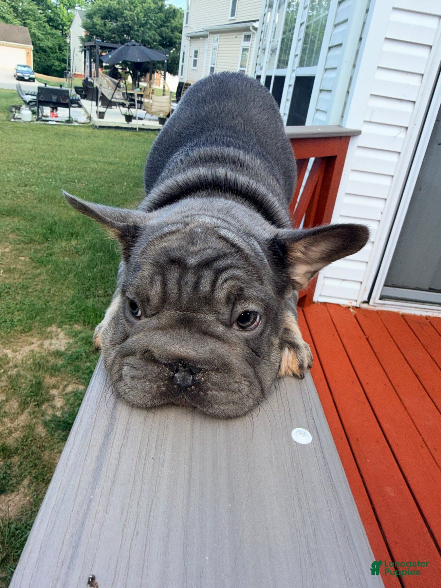 French Bulldog dogs for sale: Machop - Ad 1