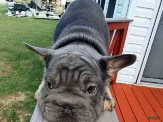 French Bulldog dogs for sale: Machop - Ad 1